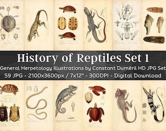 General Herpetology or History of Amphibians & Reptiles 59 HD Images V1 | Snake Turtle Lizard Folio Illustration Collection| Wall Art Bundle