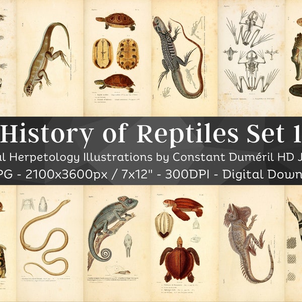 Allgemeine Herpetologie oder Geschichte der Amphibien & Reptilien 59 HD Images V1 | Schlange Schildkröte Eidechse Folio Illustration Collection| Wandbilder Set