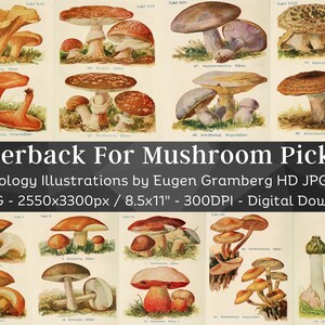 Paperback for Mushroom Pickers 24 HQ Vintage Illustrations | Stained Yellowed German Mycology Fungi Caps Folio Pages | Natur Kunst Wohnkultur