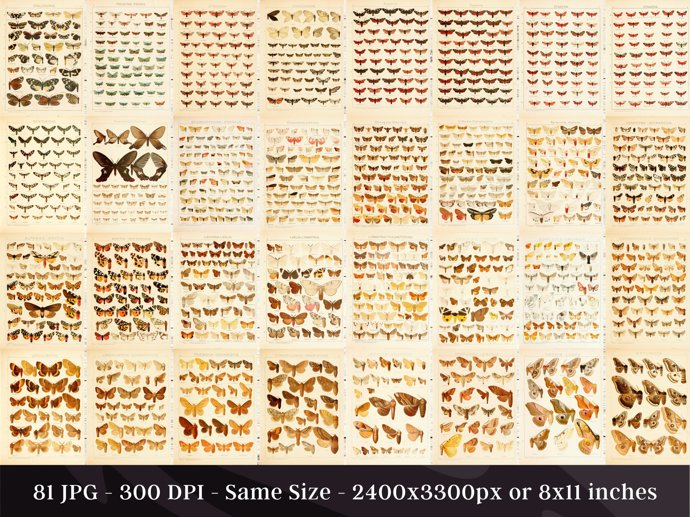 Insect Codex The Largest Butterflies on Earth 81 HD Images V2 | Huge Vintage ...
