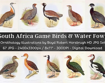 Game Birds & Water Fowl of South Africa 67 HD Image| Quail Pigeon Goose Duck Teal Ibis| Game Hunting Bird Decor| Ornithology Wall Art Bundle