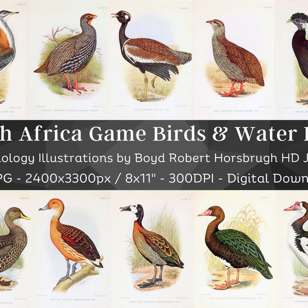 Game Birds & Water Fowl of South Africa 67 HD Image| Quail Pigeon Goose Duck Teal Ibis| Game Hunting Bird Decor| Ornithology Wall Art Bundle