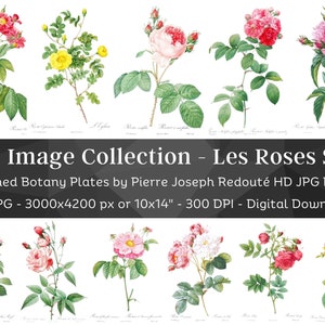 Whitened Les Roses P. J. Redoute Set 3 | 60 HQ Vintage Rose Illustrations | Flowers Botanical Plates| Nature Décor Printable Wall Art Bundle