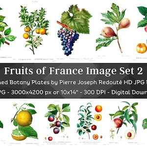 Whitened Fruits of France P. J. Redoute Set 2| 65 HQ Vintage Illustrations| Fruit Botanical| Grape, Lemon, Peach, Apple, Orange, Cherry Plum