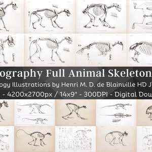 Osteographie Vintage Knochen Anatomie 83 HD Illustrationen V6| Dark Academia Tier Fossil Skelett Knochen Schädel Zeichnung| Osteology Wandbilder Paket