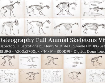 Osteografia Anatomia ossea vintage 83 Illustrazioni HD V6/Accademia oscura Animale Fossile Scheletro Ossa Disegno del cranio/Osteologia Wall Art Bundle