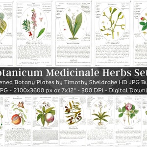 Whitened Botanicum Medicinale Herb Description & Uses Set 2| 59 HQ Vintage Illustrations| Vintage Flowers Botanical Plates| Nature Art Décor