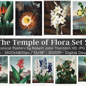 Temple of Flora 16 Vintage Flower Poster Illustrations V2| Botany Plant Images| HQ Vintage Flower Painting Wall Art Bundle| Digital Download