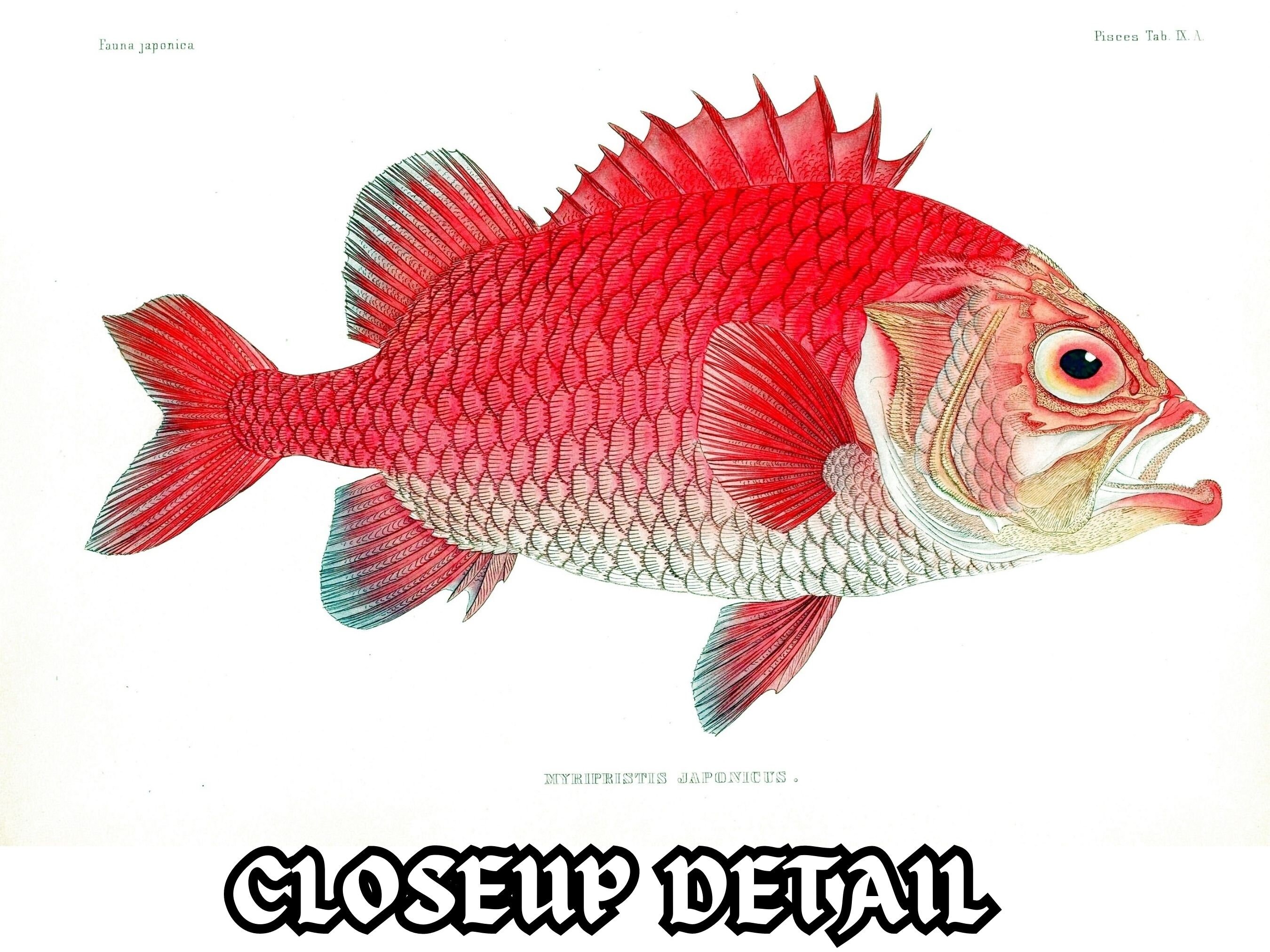 Restored Japanese Fauna V2 Pisces | 81 HQ Printable Fish