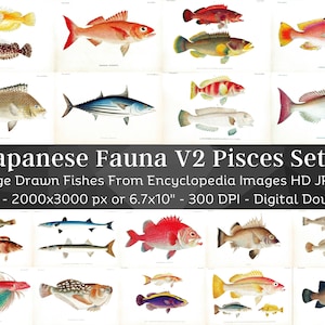 Restored Japanese Fauna V2 Pisces | 81 HQ Printable Fish Illustrations N1 | Father's Day Gift| Fisherman Home Décor| Fishing Wall Art Bundle