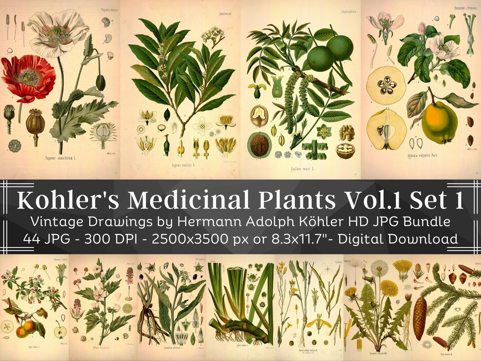 Kohler's Medicinal Plants Volume 1 Set 1 44 HQ Vintage Botanical ...