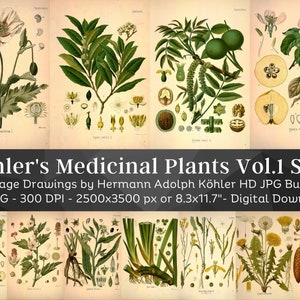 Kohler's Medicinal Plants Volume 1 Set 1 | 44 HQ Vintage Botanical Illustrations | Vintage Flowers Botanical Plates | Nature Art Home Décor
