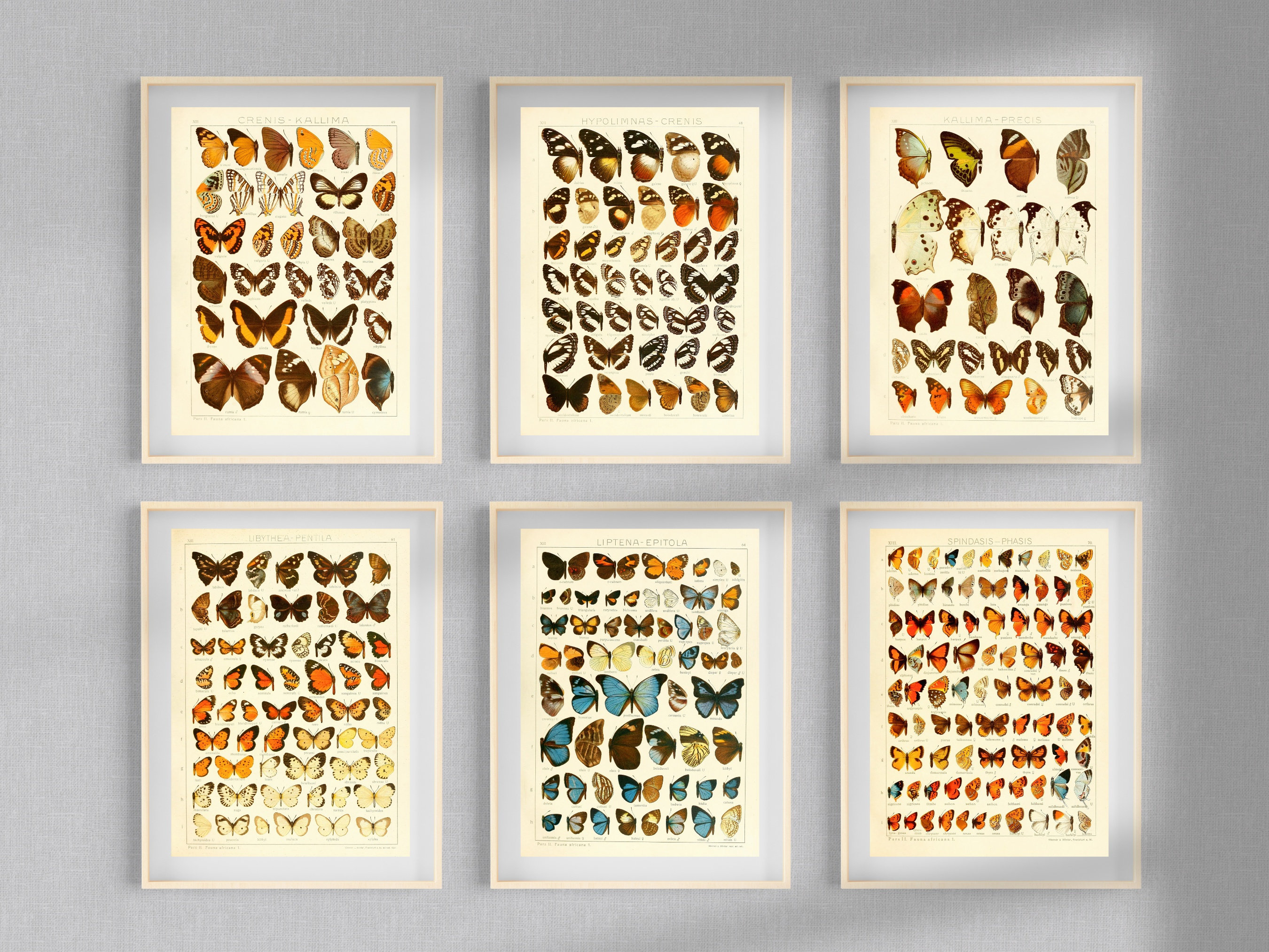 Insect Codex The Largest Butterflies on Earth 80 HD Images V1 | Huge Vintage ...