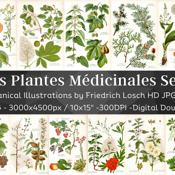 Medicinal Plants Botanical Illustrations V1| 43 Botany Homeopathy Plant Images| HQ Vintage Flower Painting Wall Art Bundle| Digital Download