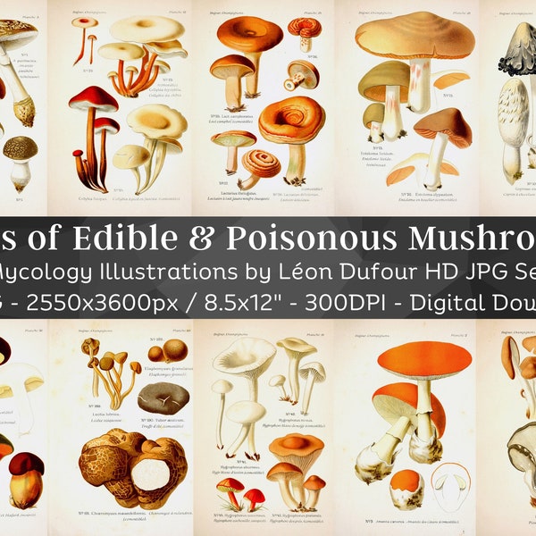 Atlas of Edible & Poisonous Mushrooms 78 Vintage Illustrations| Digital Fungi Junk Journal Paper Mycology Folio Pages| Nature Art Home Decor