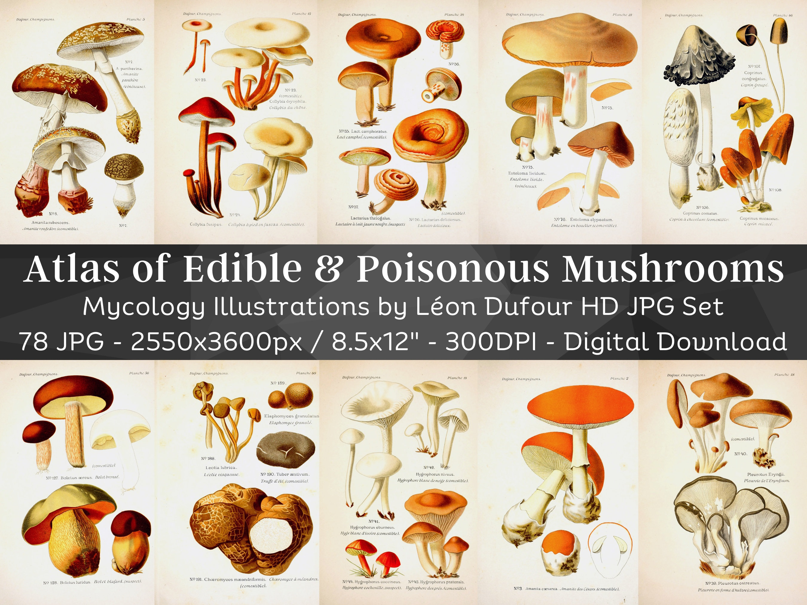 Atlas of Edible & Poisonous Mushrooms 78 Vintage Illustrations
