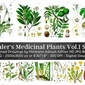 Whitened Kohler's Medicinal Plants Volume 1 Set 1 | 44 HQ Vintage Botanical Illustrations | Flowers Botanical Plates | Nature Art Home Décor