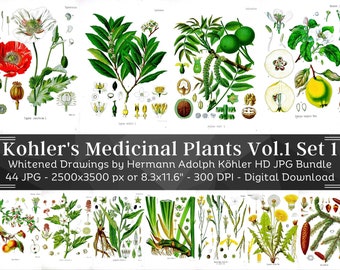 Whitened Kohler's Medicinal Plants Volume 1 Set 1 | 44 HQ Vintage Botanical Illustrations | Flowers Botanical Plates | Nature Art Home Décor