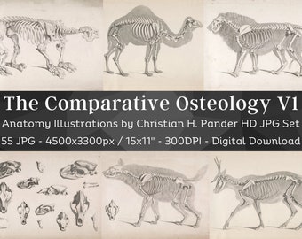 Osteología comparada 55 imágenes HD V1/ Fabricación de tarjetas Clipart Arte de papel digital/ Huesos de esqueleto animal Borrador de cráneo/ Paquete de arte de pared de osteología