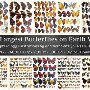 May include: A collection of 96 high-resolution digital images of butterflies from around the world. The images are from a 1907 book of illustrations by Adalbert Seitz. The images are 2400 x 3300 pixels and are 300 DPI. The butterflies are depicted in various colors and patterns, including blue, green, orange, yellow, and black.