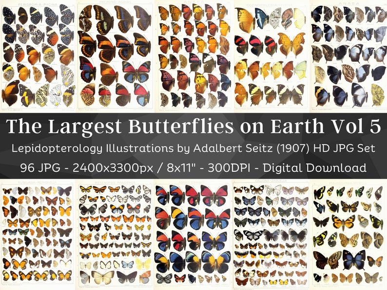 Insect Codex The Largest Butterflies on Earth 96 HD Images V5| Huge Vintage ...