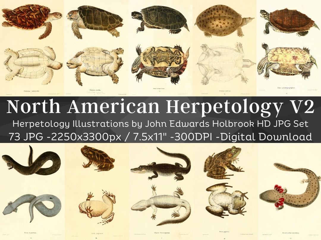 North American Herpetology 73 HD Images V2 | Amphibian