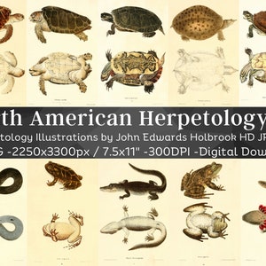 May include: A set of 73 high-resolution digital images of North American reptiles and amphibians, including turtles, frogs, and salamanders. The illustrations are in a vintage style, with detailed drawings of the animals in their natural habitats. The images are perfect for use in educational materials, scientific publications, or for personal enjoyment.