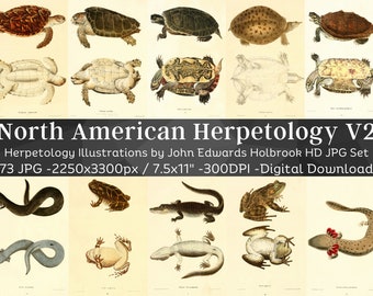 Nordamerikansk herpetologi 73 HD-bilder V2 | Amfibie, reptil, sköldpadda, groda, salamander, folioillustrationssamling | Zoologisk väggkonstpaket