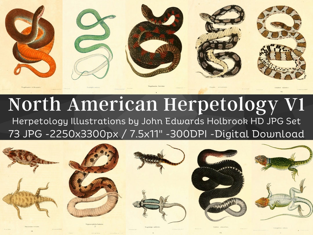 Curated visual reference: North American Herpetology 73 Hd Images V1 Amphibian Reptile Snake Photo Inspiration