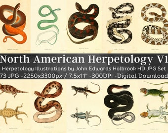 Peut inclure: Un ensemble de 73 images numériques haute résolution de reptiles et d'amphibiens d'Amérique du Nord, présentant des illustrations détaillées de John Edwards Holbrook. Les images mesurent 19,05 cm sur 27,94 cm et 300 DPI.