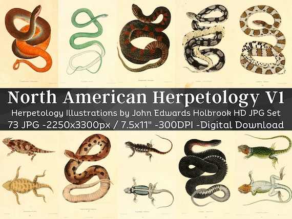 SNAKES, CROCODILES and LIZARDS　洋書　写真集 North American Herpetology 73 HD Images V1| Amphibian