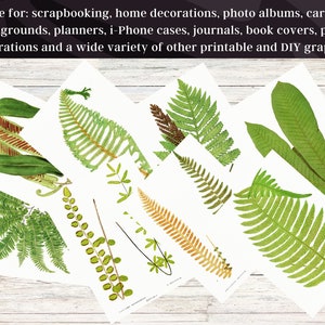 British & Exotic Fern 64 Botanical Illustrations Forest Fern Printable Wall Art Bundle HQ Modern Watercolor Painting Digital Download image 9