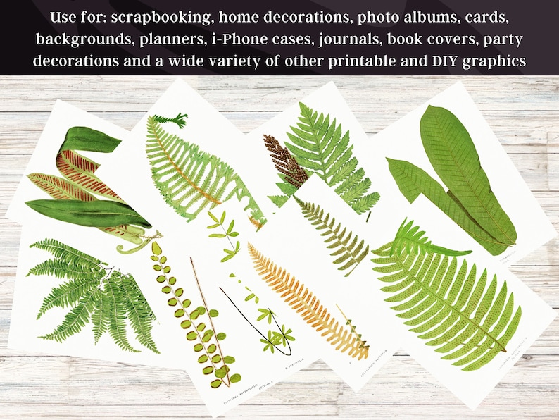 British & Exotic Fern 64 Botanical Illustrations Forest Fern Printable Wall Art Bundle HQ Modern Watercolor Painting Digital Download image 9