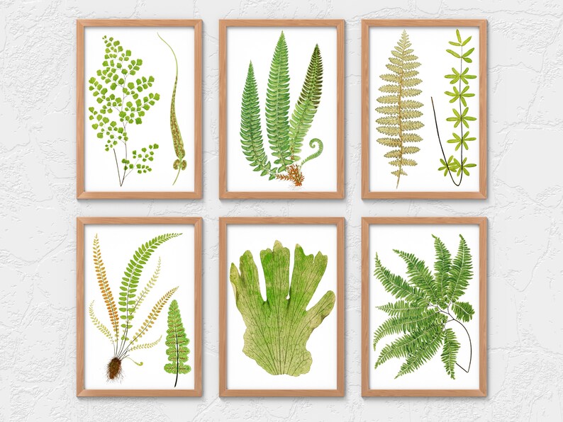 Drawn Fern Botanical Clipart 39 PNG V2 | Lush Greenery Staghorn ...
