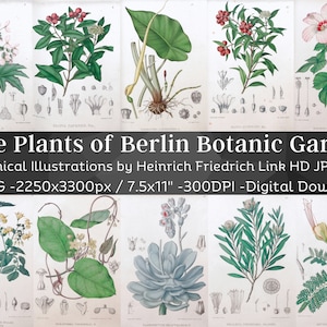 Seltene Pflanzen aus Berlin Königlich Botanischer Garten 48 Botanische Illustrationen| Exotische Pflanzen Botanik Blumen Gemälde Wall Art Bundle| Digitaler Download