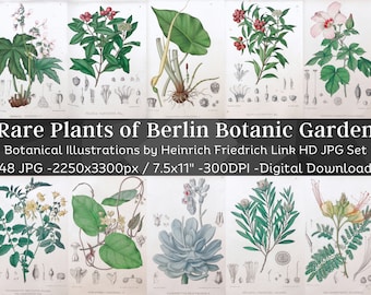 Peut inclure: Un ensemble de 48 images numériques haute résolution de plantes rares du Jardin botanique de Berlin. Les illustrations sont de style vintage avec des dessins détaillés des plantes et de leurs parties. Les images sont de 2250x3300 pixels et 300 DPI.