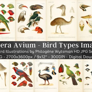 Generi Avium Tipi di uccelli Immagini HD / Clipart Digital Paper Craft Cards / Pappagallo Cacatua Pellicano Cassowary Kiwi / Ornitologia Wall Art Bundle