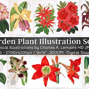 Beautiful Vintage Garden Plant 58 Botanical Ephemera Illustration V6| Horticulture Wall Art Bundle| HQ Old Flower Painting| Digital Download