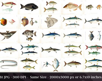 Restored Japanese Fauna V2 Pisces | 81 HQ Printable Fish