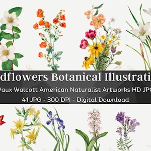 41 Drawn Watercolor Flowers | Mary Vaux Walcott Botanical Illustrations Set 4 | HQ Vintage Flower Paintings | Printable Home Nature Wall Art