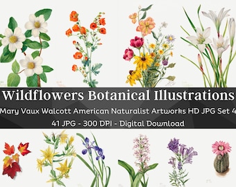 41 Drawn Watercolor Flowers | Mary Vaux Walcott Botanical Illustrations Set 4 | HQ Vintage Flower Paintings | Printable Home Nature Wall Art