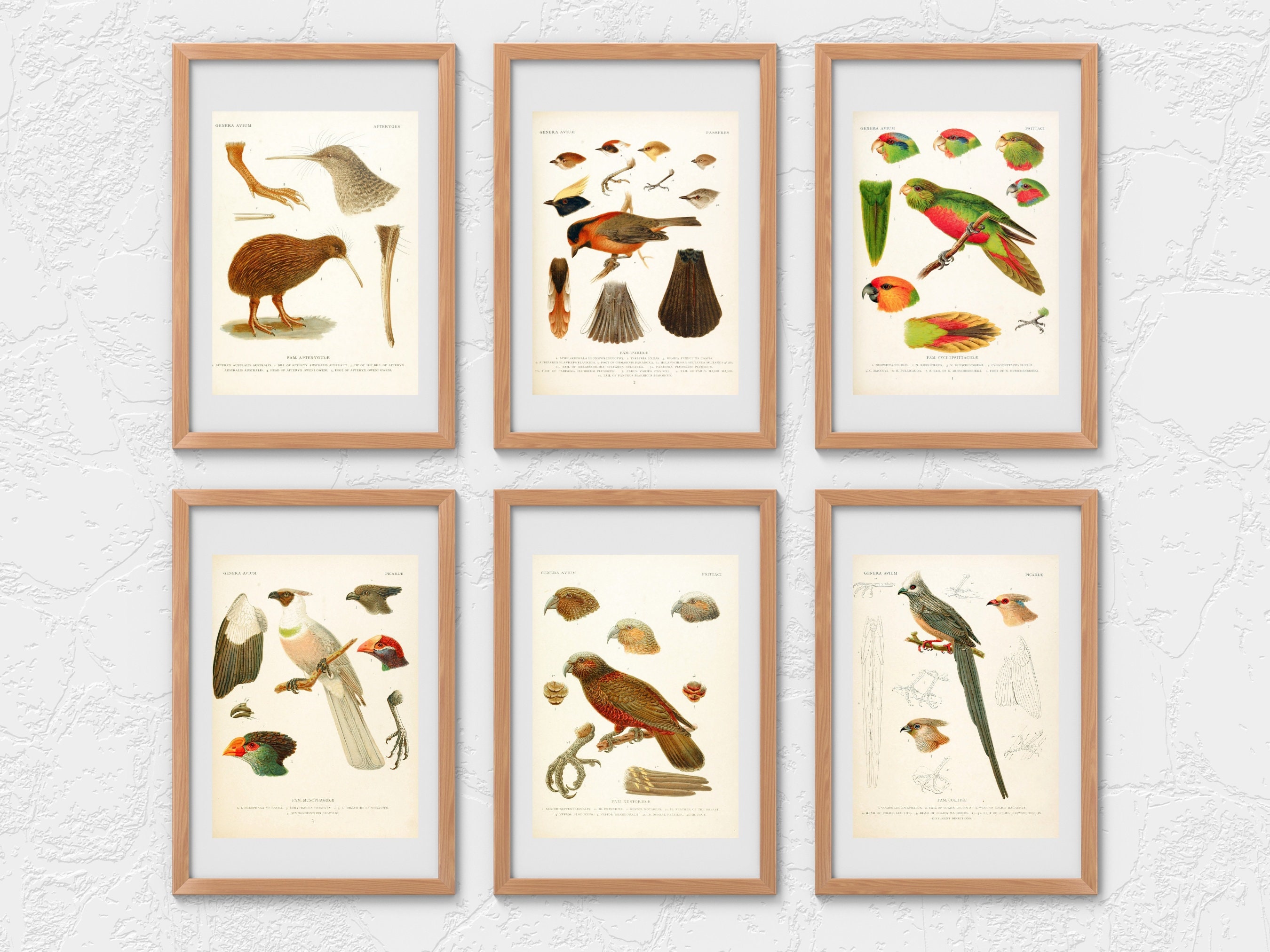 Genera Avium Bird Types HD Images | Clipart Digital Paper Craft Cards ...