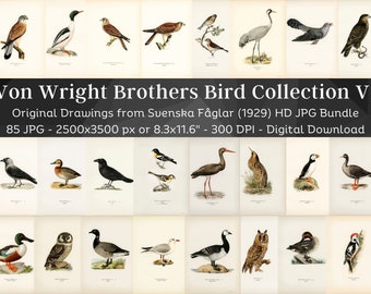 Swedish Birds Svenska Fåglar Original HD Image Set 1 | Ornithology Wall Art Bundle | Game Birds, Seabirds, Ducks, Song, Prey & Large Birds