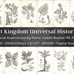 Pflanzenreich 100 Botanische Illustrationen Set 2 | Botanik Bilder Heilpflanze Wandbilder | HQ Kräuter Blumen Zeichnungen| Digitaler Download