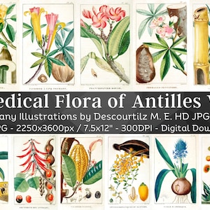 Flore médicale des Antilles 100 illustrations botaniques V3 | Images botaniques Art mural de plantes médicinales | Peinture de fleurs vintage | Téléchargement numérique