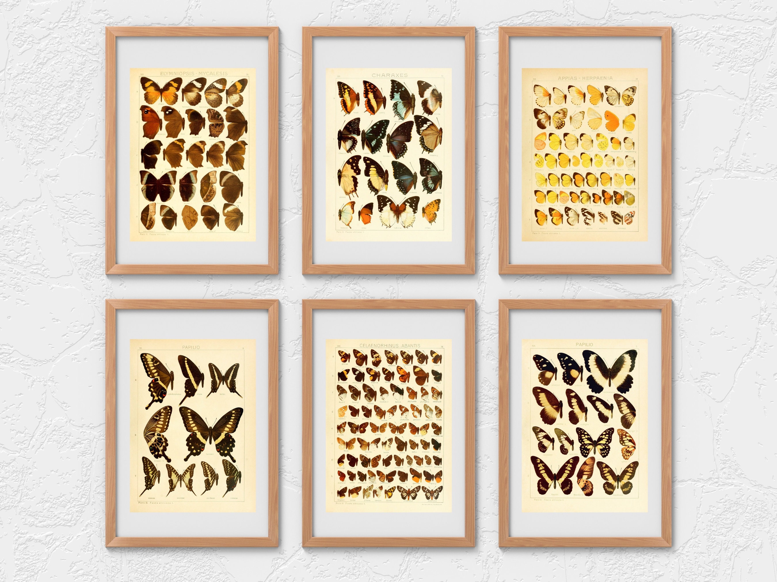 Insect Codex The Largest Butterflies on Earth 80 HD Images V1 | Huge Vintage ...