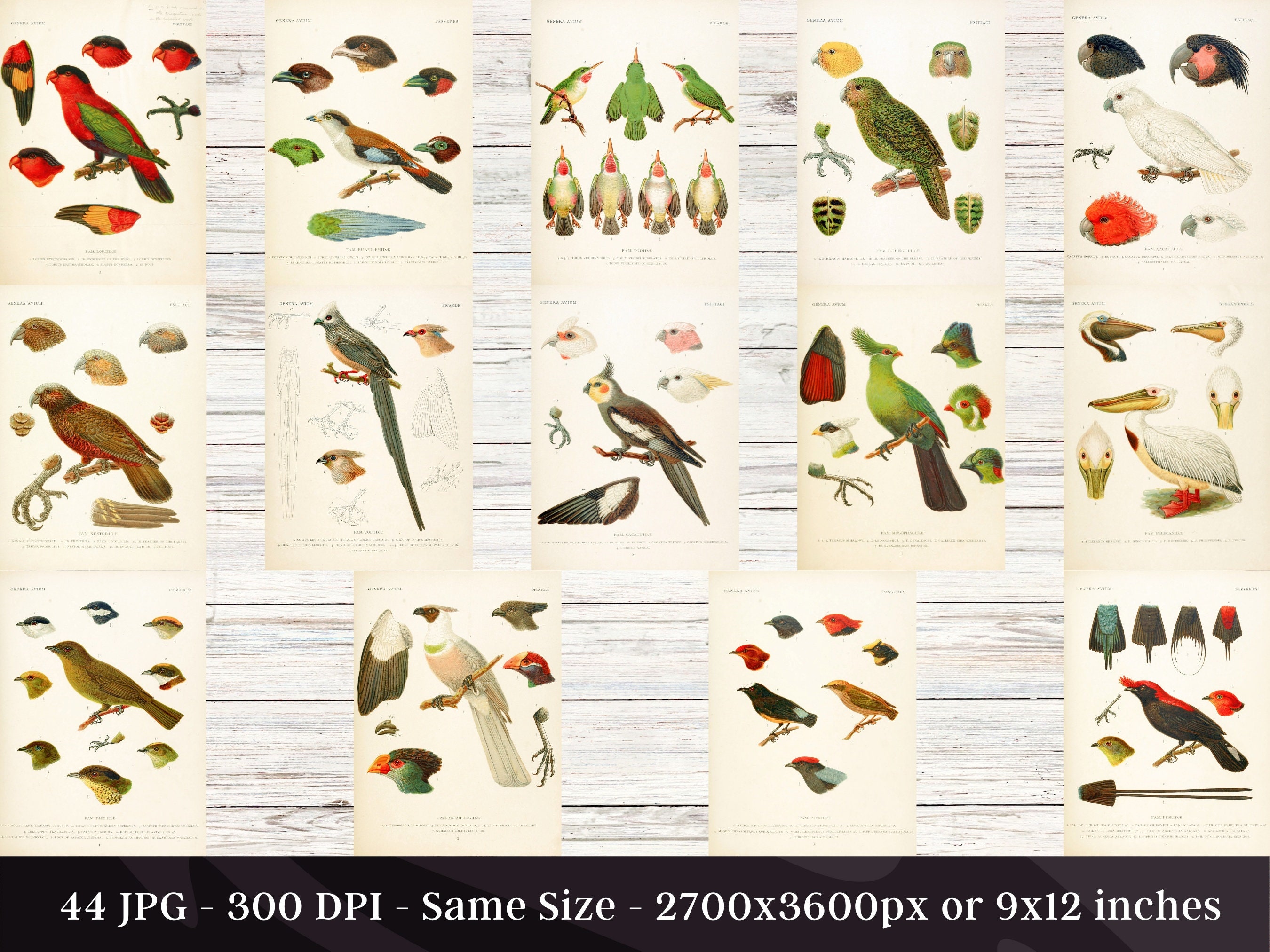 Genera Avium Bird Types HD Images | Clipart Digital Paper Craft Cards ...