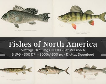 5 HQ Printable Fishes of North America | Fish Illustrations | Bonito Pickerel Sea Bass Yellow Perch | Fisherman Home Décor | Wall Art Bundle