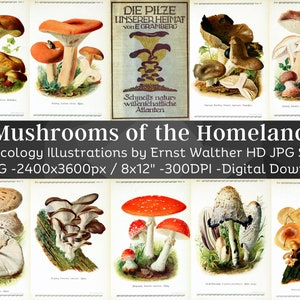 Puede incluir: Un conjunto de 67 ilustraciones vintage de setas, que presentan dibujos detallados de diferentes especies. Las ilustraciones están en un estilo clásico con un enfoque en la precisión botánica. El título "Setas de la Patria" se muestra en la parte superior de la imagen.