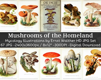 Mushrooms of the Homeland 67 HQ Vintage Illustrations | Digital Fungi Junk Journal Paper German Mycology Folio Pages | Nature Art Home Decor